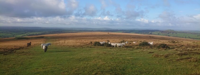 Ponies in sunshine on Gibbet Hill Hill